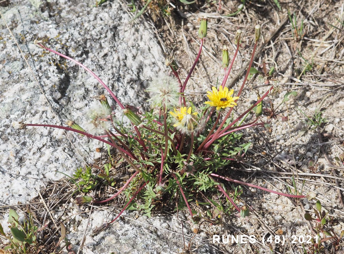 Dandelion, Lesser plant